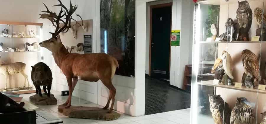 Museo della Fauna Selvatica