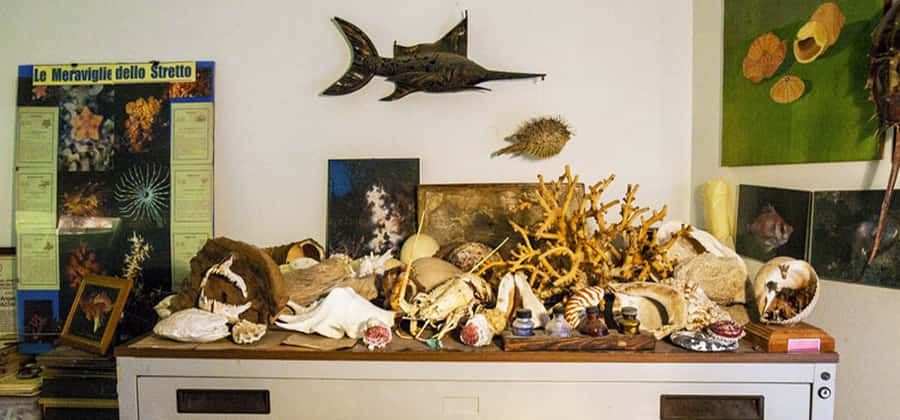 Museo Paleomarino