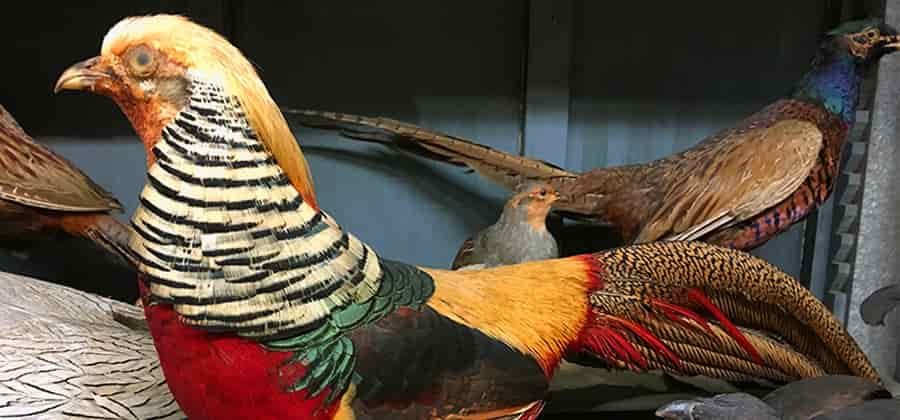 Museo di Storia Naturale di Chieri