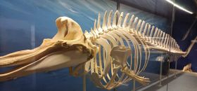 Museo Civico di Storia Naturale di Comiso